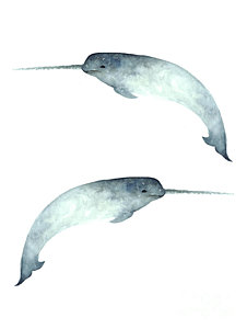 226x300 Narwhal Poster Watercolor Art Print Painting Painting By Joanna - Narwhal Painting