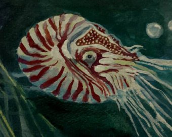 340x270 Nautilus Painting Etsy - Nautilus Painting