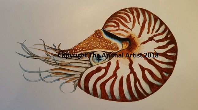 647x360 Original Watercolour Painting - Nautilus Painting