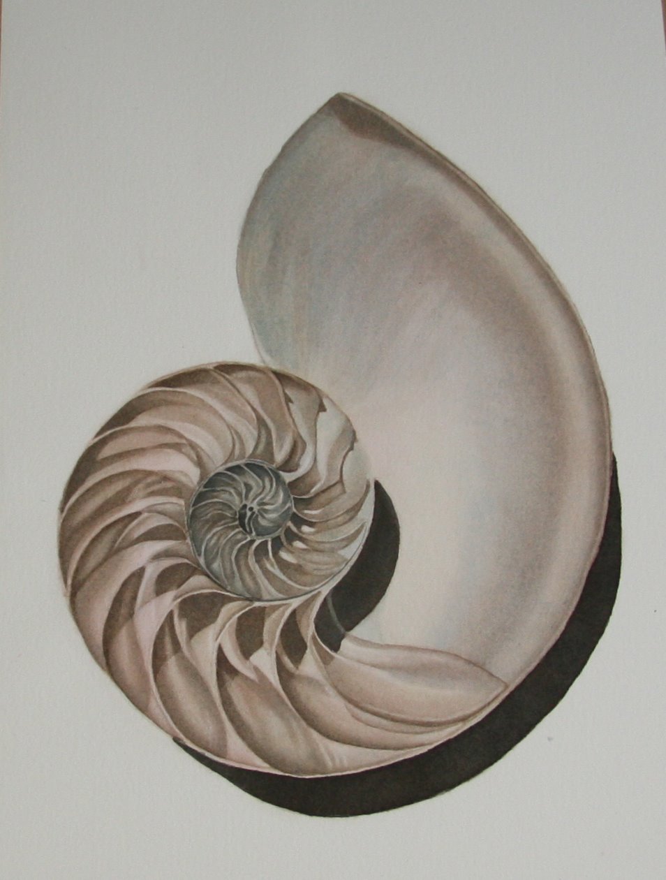 Nautilus Shell Painting at PaintingValley.com | Explore collection of ...