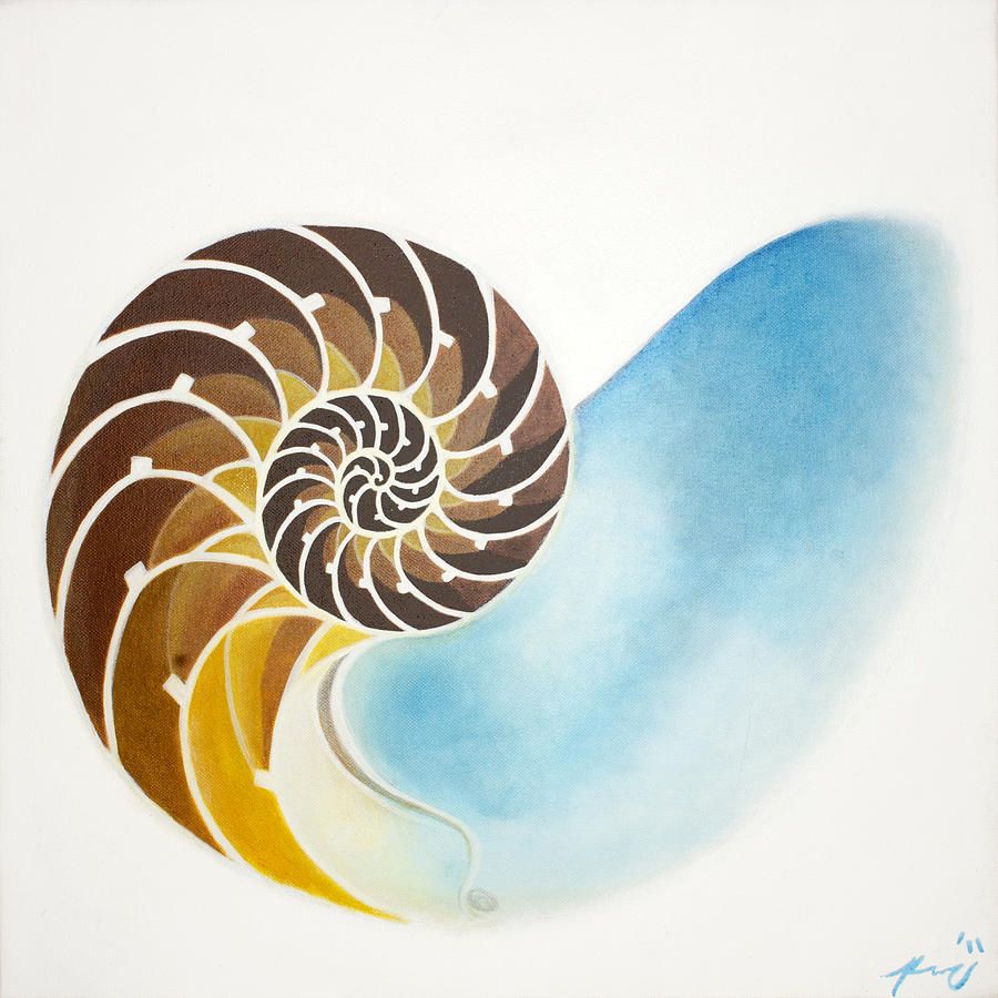 900x900 Nautilus Cute Details Nautilus - Nautilus Shell Painting