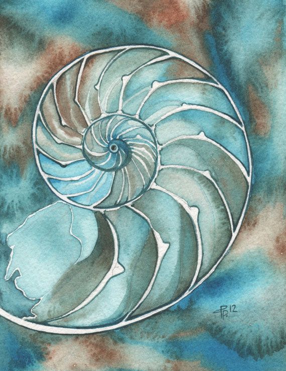 570x738 Nautilus Shell 8.5 X 11 Print Of Watercolour Artwork Painting - Nautilus Shell Painting