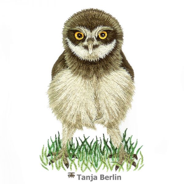 600x600 Needle Painting Baby Burrowing Owl - Needle Painting