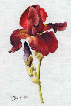 236x350 Needlepainting Save The Stitches By Nordic Needle - Needle Painting