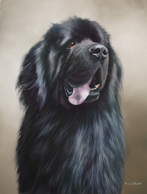 485x640 Mark Whittaker Pet Portrait Amp Wildlife Artist Original Pastel - Newfoundland Dog Painting