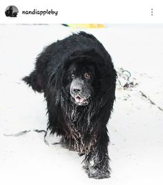 236x268 Newfoundland Dog - Newfoundland Dog Painting