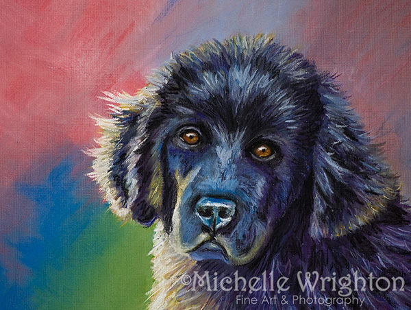 600x452 Newfoundland Dog Puppy Pastel Pet Portrait Painting - Newfoundland Dog Painting
