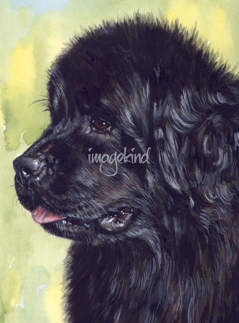 481x650 Newfoundland Dog By Carol Wells - Newfoundland Dog Painting