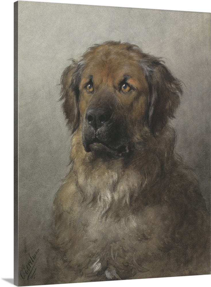 735x1000 Head Of A Newfoundland Dog, C. 1860 1920, Dutch Watercolor - Newfoundland Dog Painting