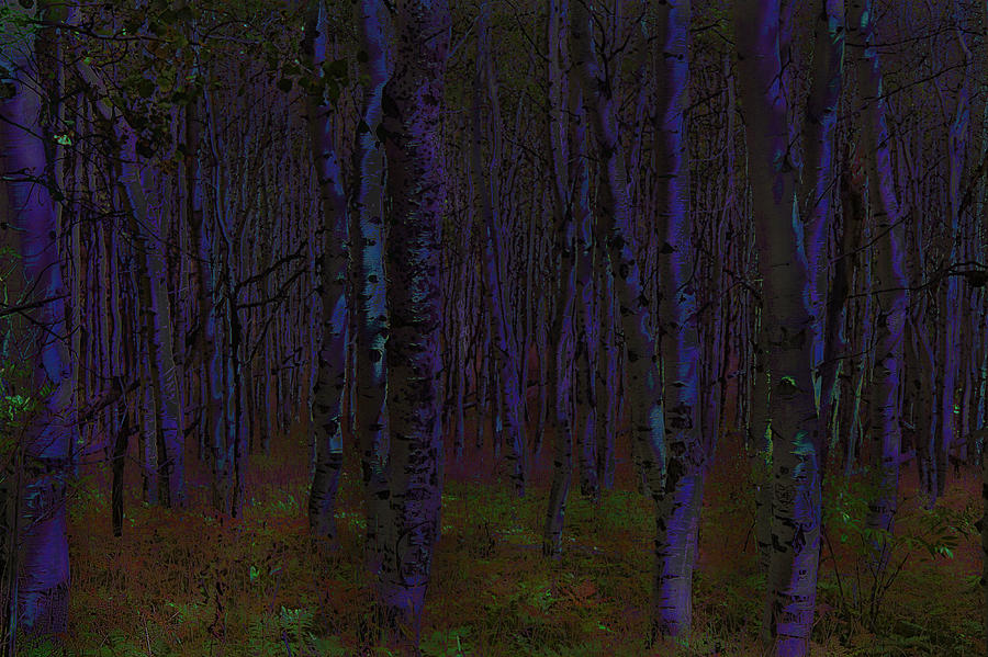 900x599 Aspen Forest Night Shade - Night Forest Painting
