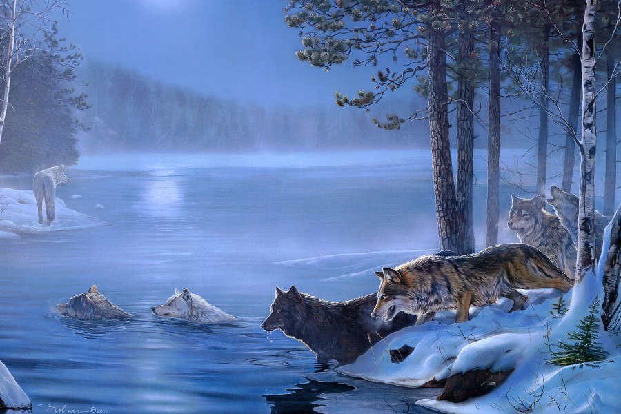 900x600 Diy Frame Art Paintings Wolf Wolves Landscapes Trees Forest Lakes - Night Forest Painting