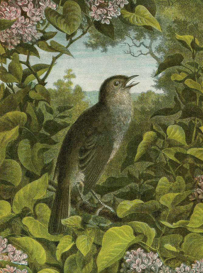 668x900 Nightingale Painting By English School - Nightingale Painting