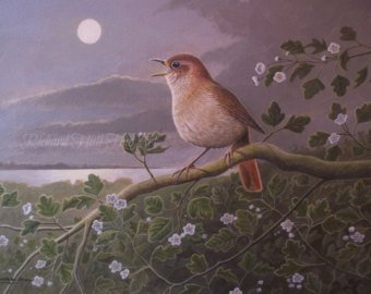 340x270 Nightingale Painting Etsy - Nightingale Painting