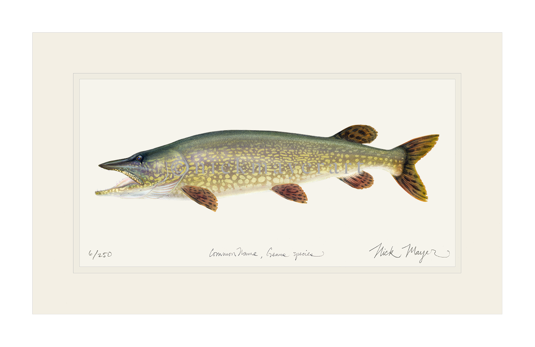 1700x1103 Northern Pike Original Watercolor Painting Nick Mayer Art - Northern Pike Painting