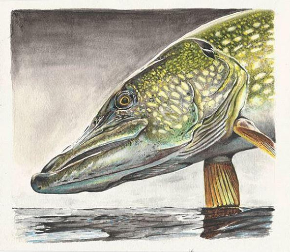 570x496 Northern Pike Painting - Northern Pike Painting