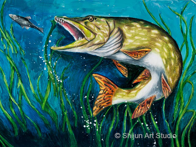640x480 Wildlife Forever State Fish Art Contest Winners 2016 Shijun Art - Northern Pike Painting