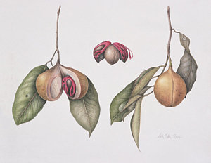 300x232 Health Nut Paintings Fine Art America - Nut Painting