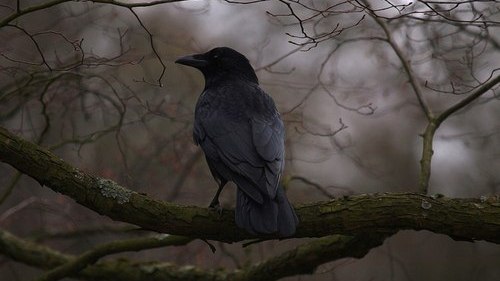 500x281 Nyx Is Night Tumblr - Nyx Goddess Painting