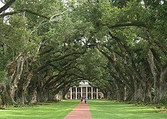 239x171 Oak Alley Plantation - Oak Alley Painting