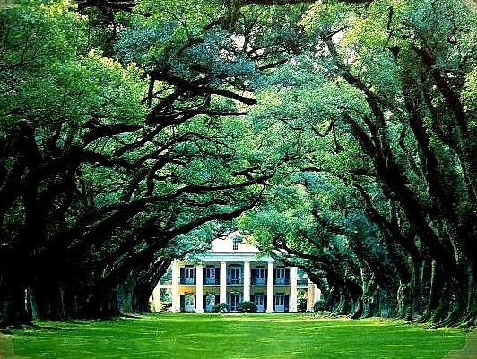 532x401 Painting Titled Oak Alley City Creek Furniture - Oak Alley Painting