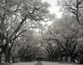 340x270 Oak Alley Plantation Etsy - Oak Alley Plantation Painting