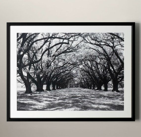 570x557 Philip Gendreau Oak Alley Plantation Black And White By Monarchco - Oak Alley Plantation Painting
