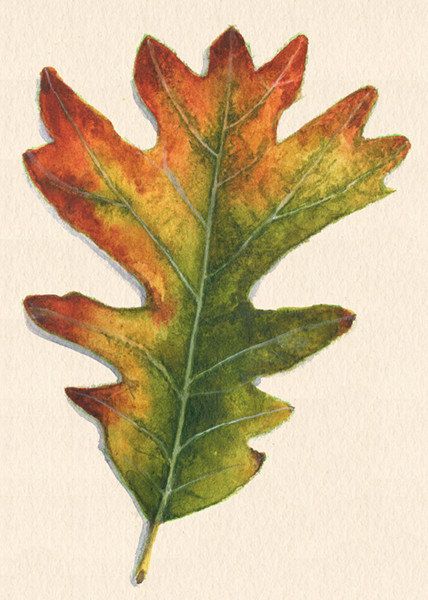 428x600 Fall Leaf Art Print Of White Oak Watercolor By Saylorwolfworks - Oak Leaf Painting