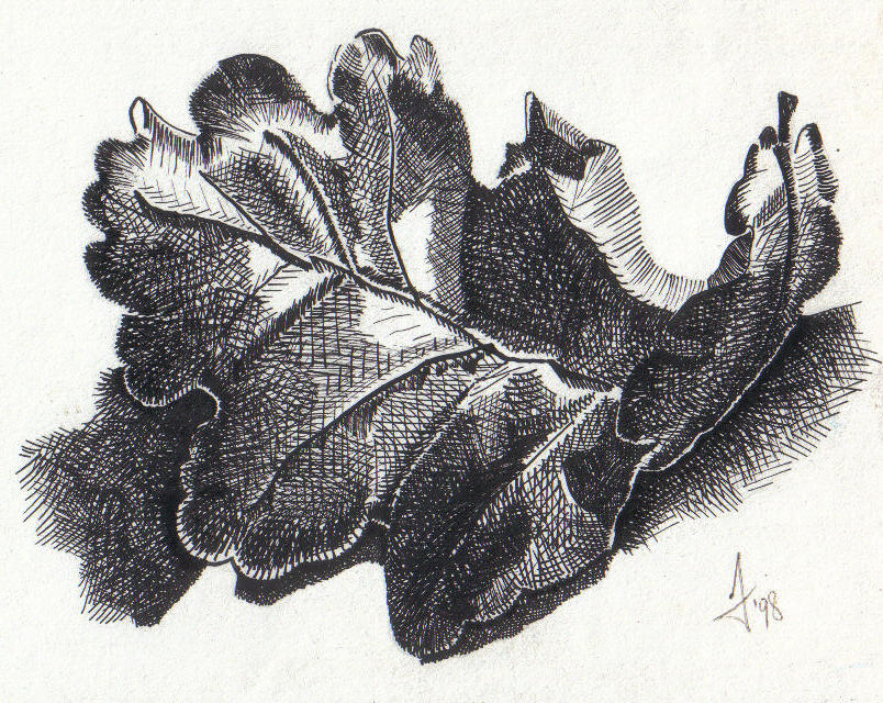 Oak Leaf Painting at Explore collection of Oak