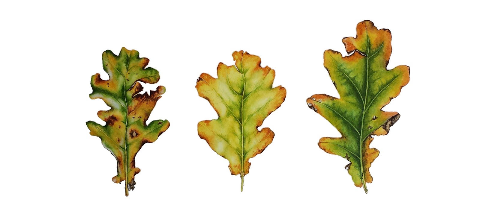 1600x735 The Natural Year January 2014 - Oak Leaf Painting