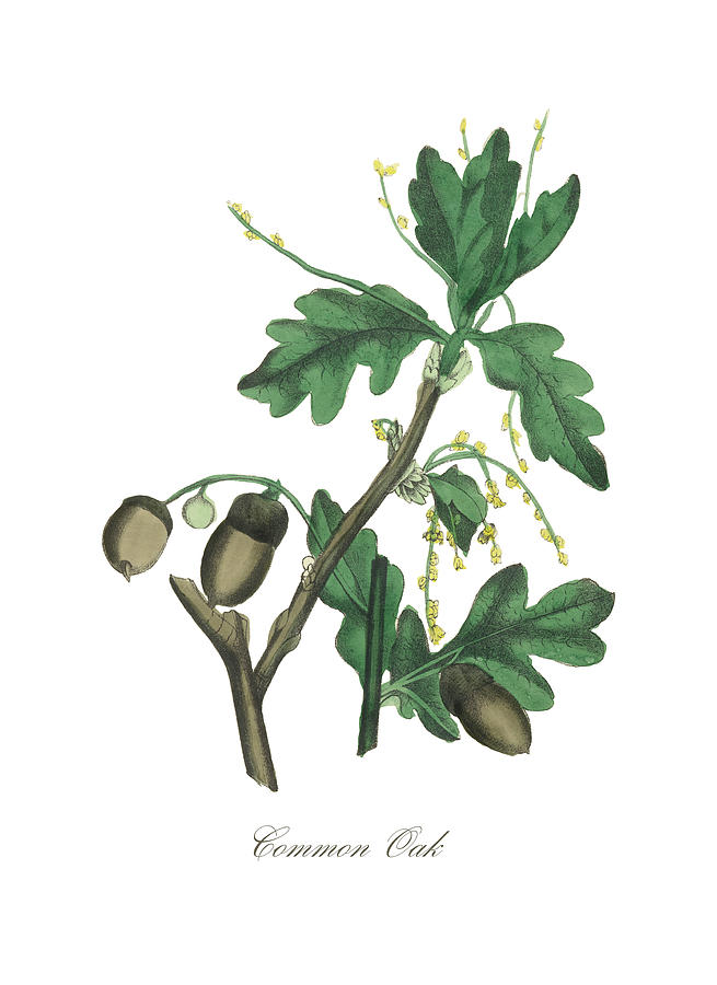 655x900 Victorian Botanical Illustration Of Common Oak Tree Painting By - Oak Leaf Painting