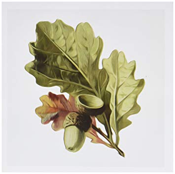 355x352 3drose Vintage Oak Leaves And Acorns Digital Nature - Oak Leaf Painting