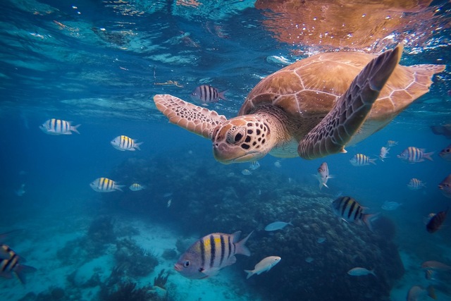 640x427 Turtle Under Water Fish Sea The Ocean Life Animal Mb115 Living - Ocean Life Painting