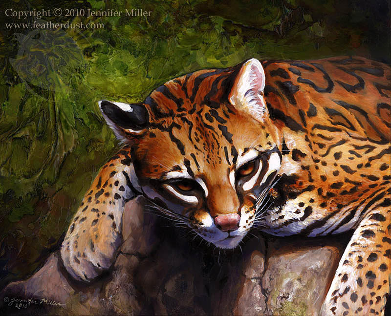 800x647 Ocelot Painting By Jennifer Miller - Ocelot Painting