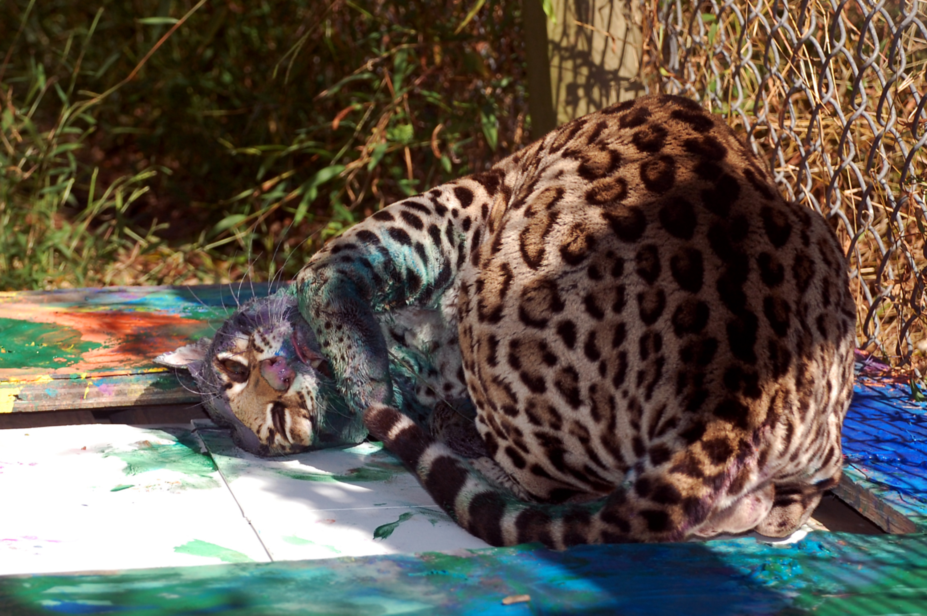 3008x2000 Trapper Ocelot Carolina Tiger Rescue - Ocelot Painting