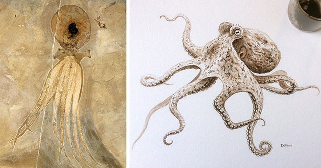 640x336 Ancient Octopus Painted With 95 Million Year Old Ink Taken - Octopus Painting