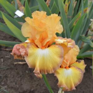 300x300 Tall Bearded Iris (Iris - Oil Painting Iris