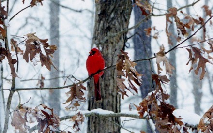 440x275 New England Oil Paintings And Landscape Paintings For Sale - Oil Painting Winter Scenes