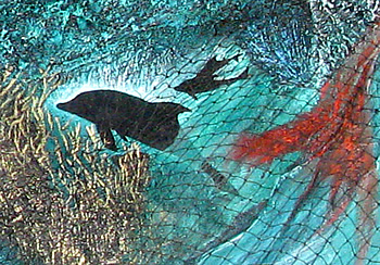 350x244 Freedom Elsa Nature Conservancy - Okinawa Painting