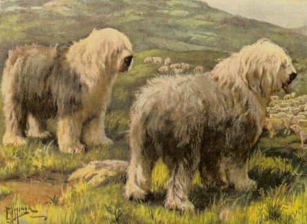444x324 History - Old English Sheepdog Painting