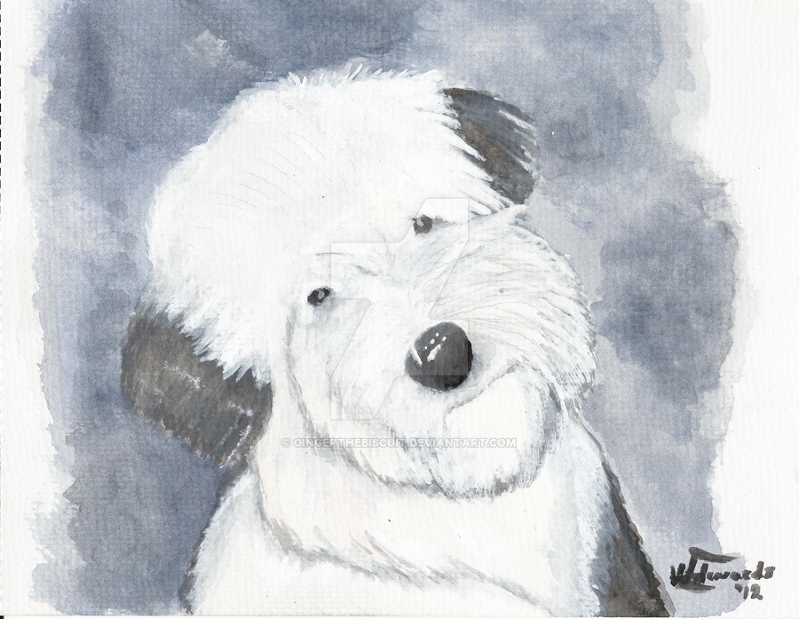 900x697 Old English Sheepdog Painting By Gingerthebiscuit - Old English Sheepdog Painting