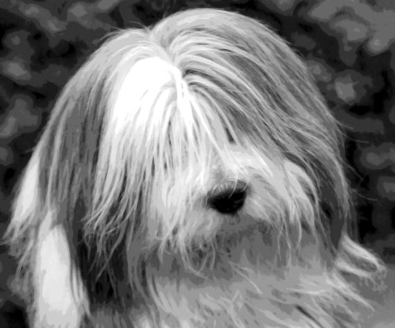 570x473 Old English Sheepdog Pop Art Painting Paint By Number Kit - Old English Sheepdog Painting