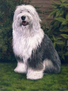 236x314 This Oes From Westbrooke Drive Old English Sheepdog Looks - Old English Sheepdog Painting