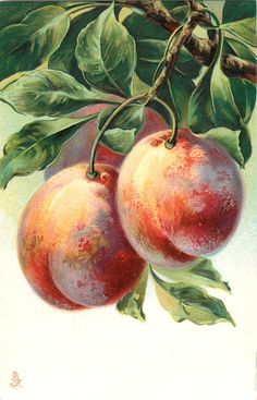 236x367 Hand Painted Old Oil Painting Still Life Fruit Painting Grape - Old Watermelon Painting