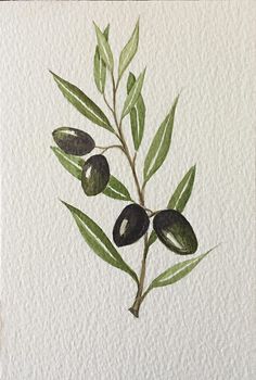 Olive Branch Painting at PaintingValley.com | Explore collection of ...