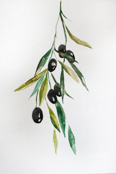 Olive Branch Painting at PaintingValley.com | Explore collection of ...