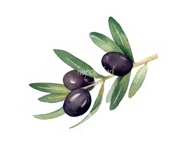 650x502 Stunning Olive Branches Artwork For Sale On Fine Art Prints - Olive Branch Painting