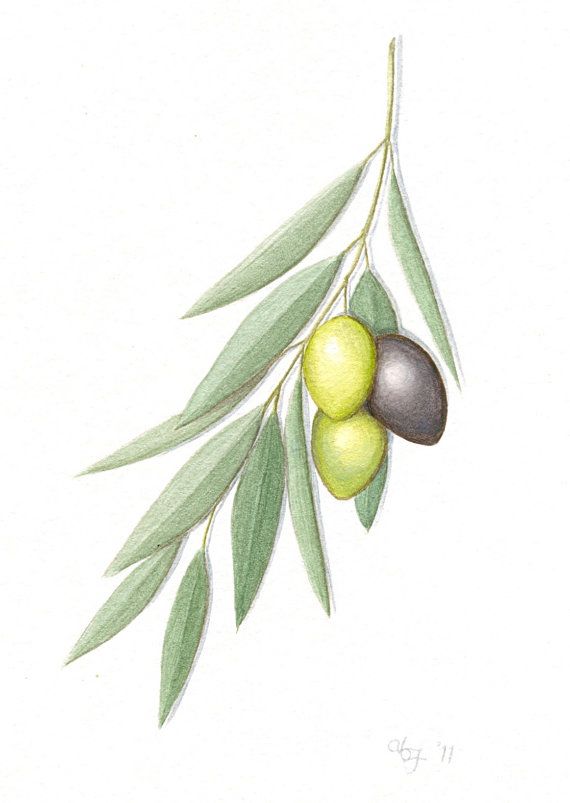 Olive Branch Painting at PaintingValley.com | Explore collection of ...