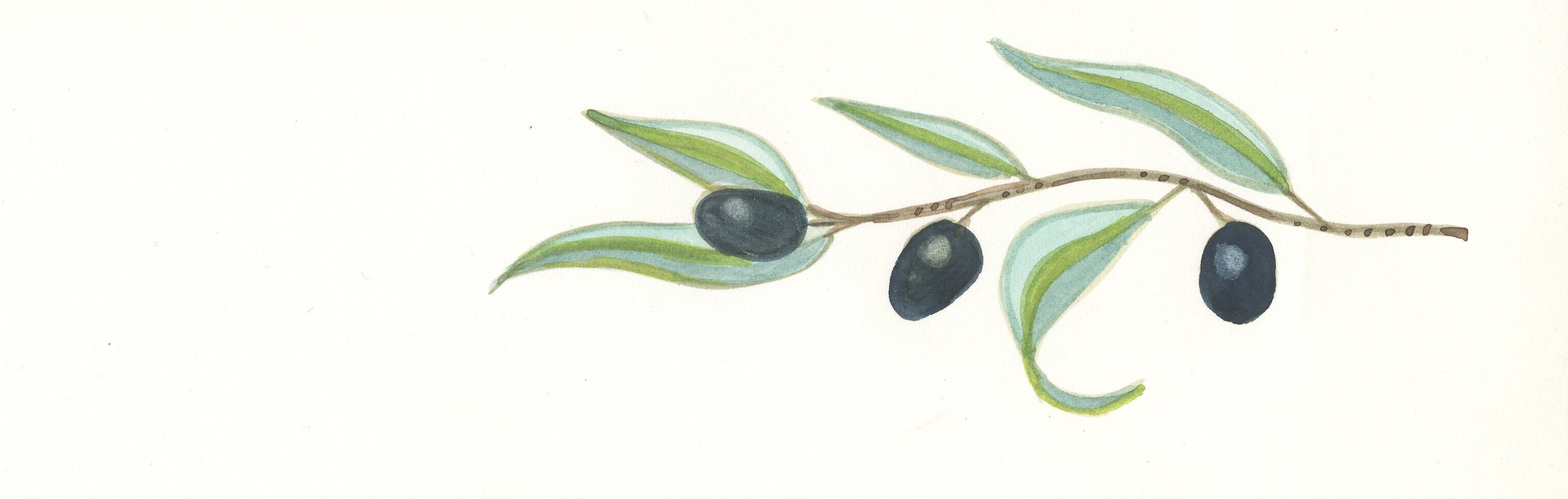 3375x1075 Devotion Social Studies - Olive Branch Painting