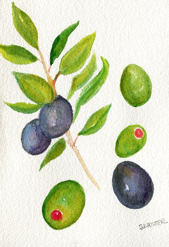 570x831 Olives And Olive Branch Watercolor Painting By Sharonfosterart - Olive Painting