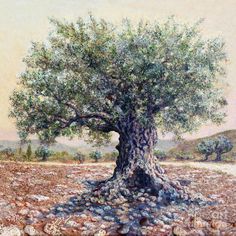 236x236 86 Best Olive Art Amp Sketches Images On Art Sketches - Olive Tree Painting